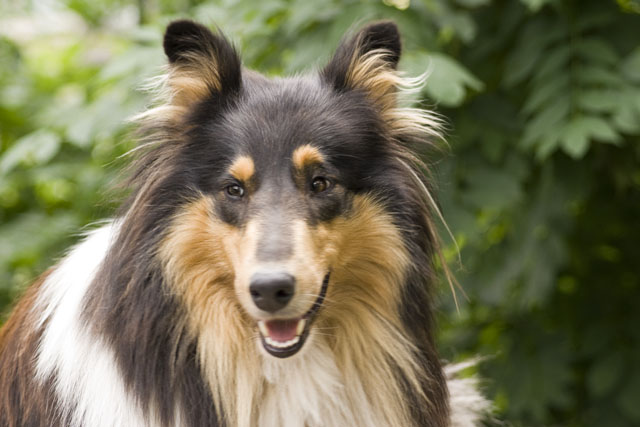hunde4.jpg