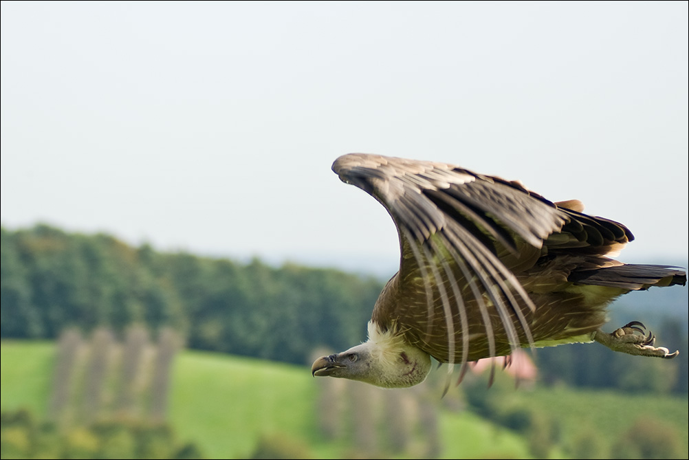 geier_flug.jpg