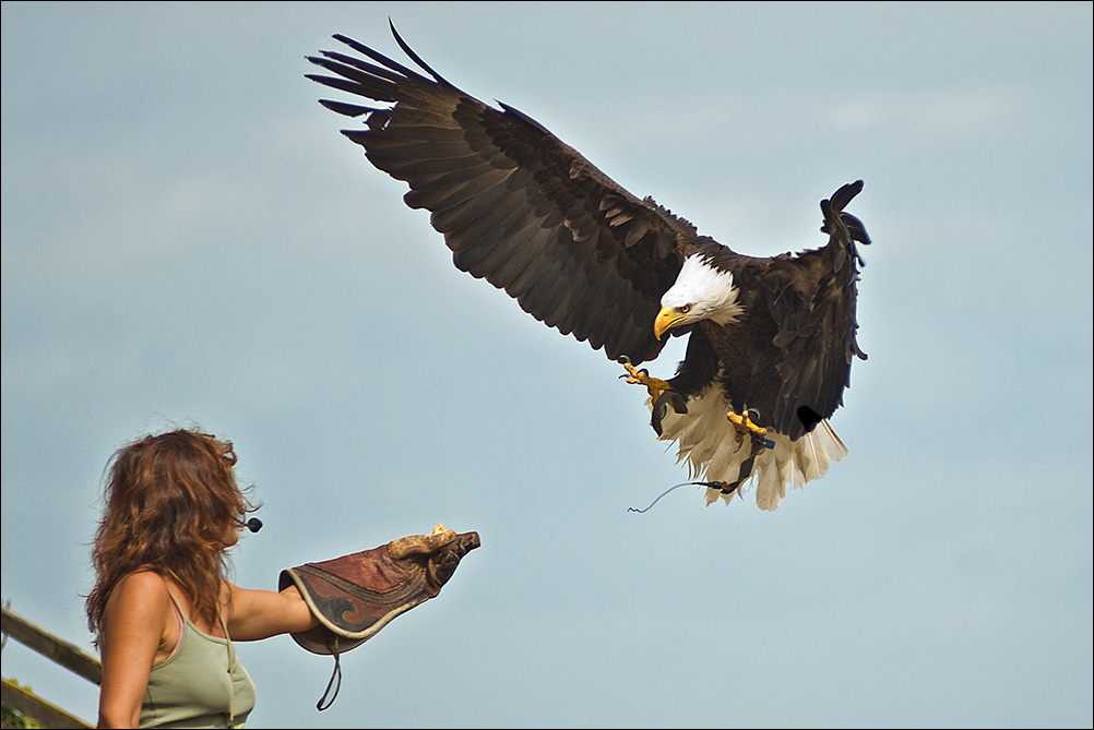 Bald Eagle
