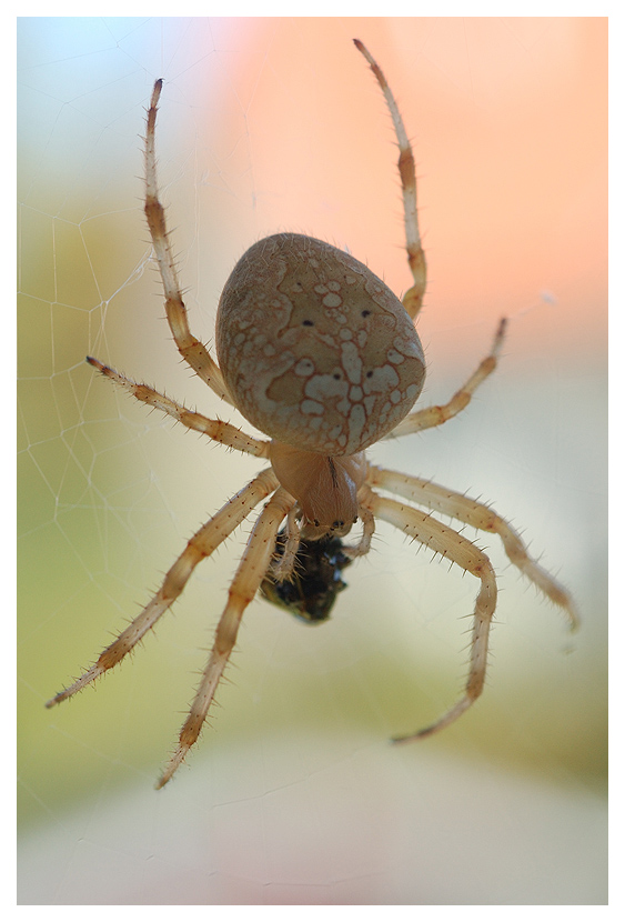 spinne_kl.jpg