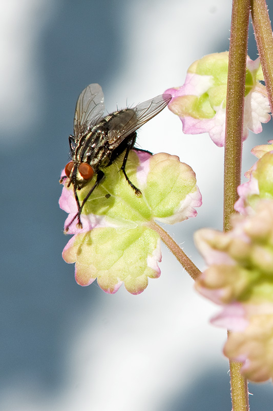 fly.jpg