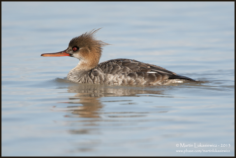 Red-breasted Merganser