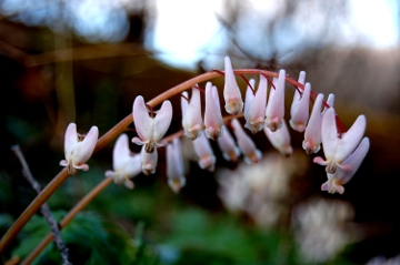 April Wildflowers, Nebraska, 2011