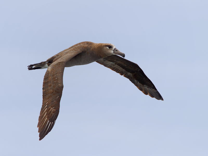 Black-footed Albatross