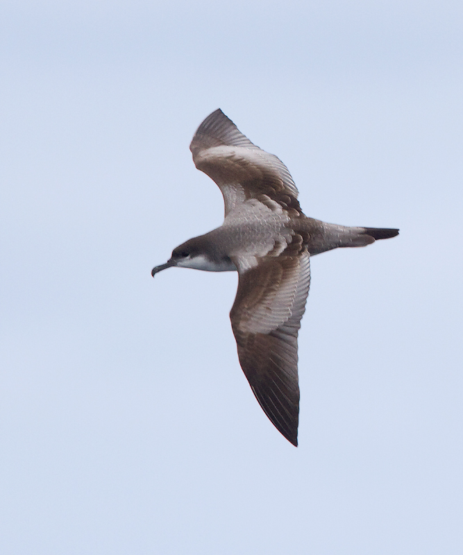 Bullers Shearwater