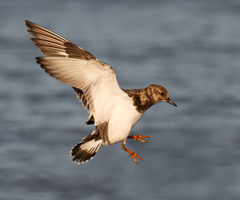 Ruddy Turnstone