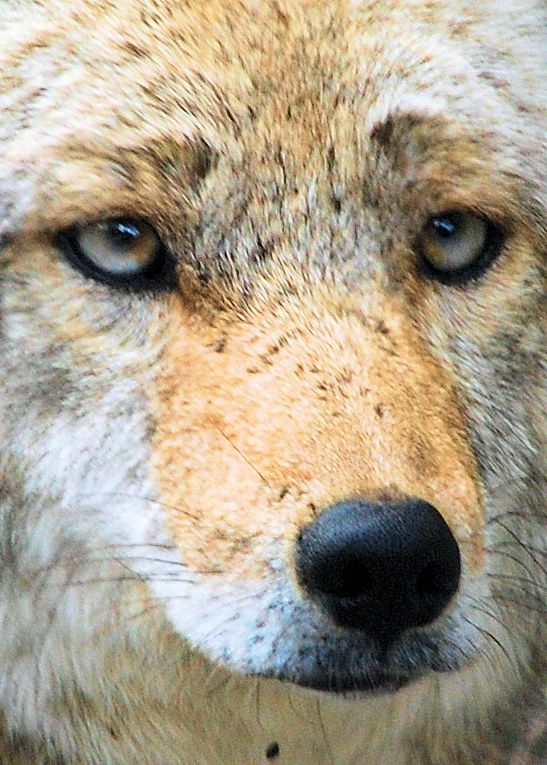 Coyote EYES 5x7 DSC_5877.JPG