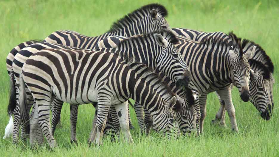 how many zebras do you see ?