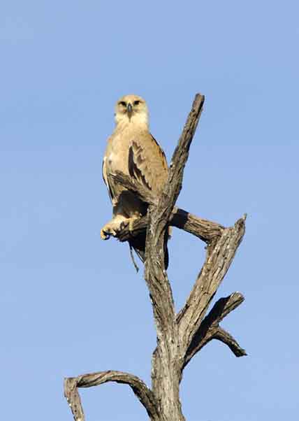 tawny eagle