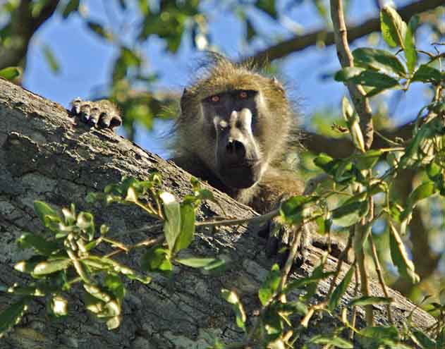 baboon in tree