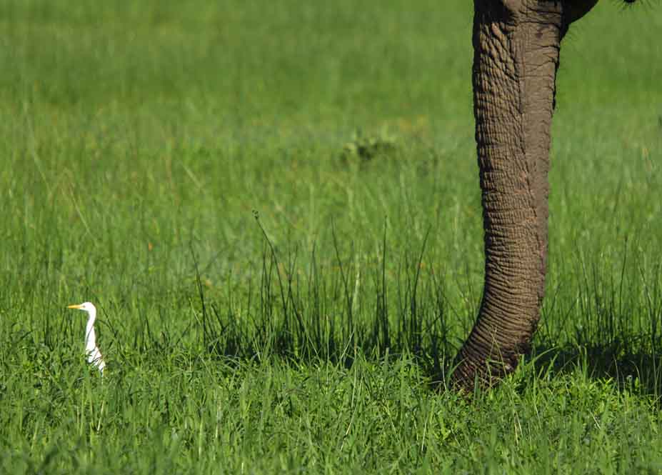 cattle egret  & friend