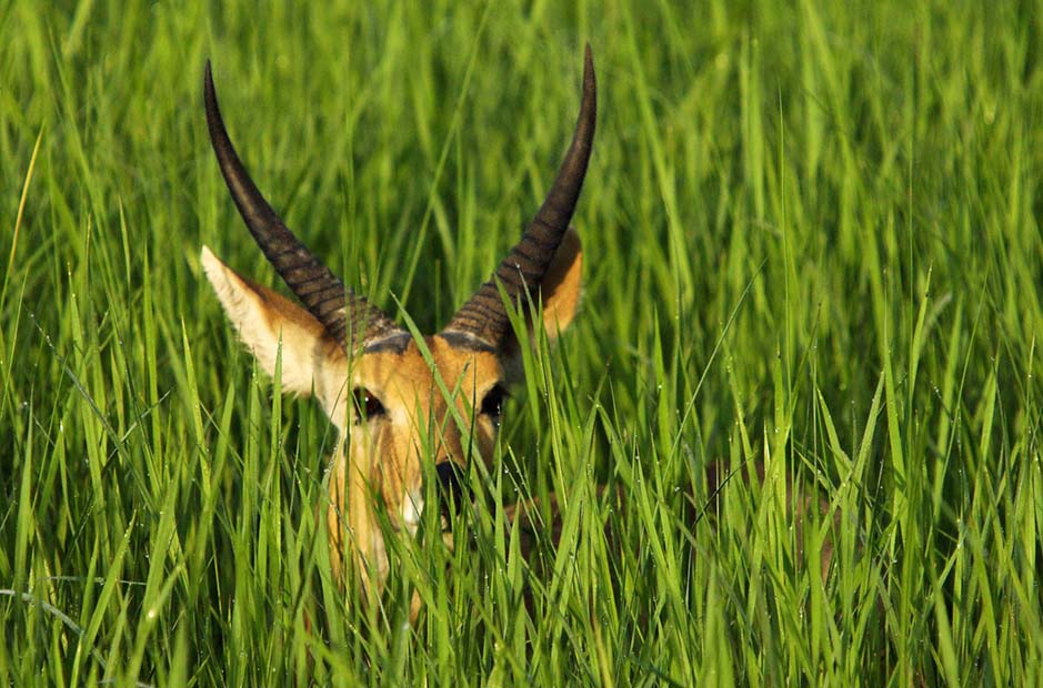 reedbok