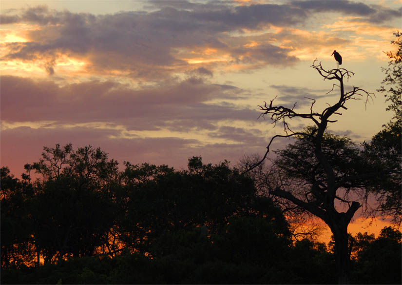 sunset with stork