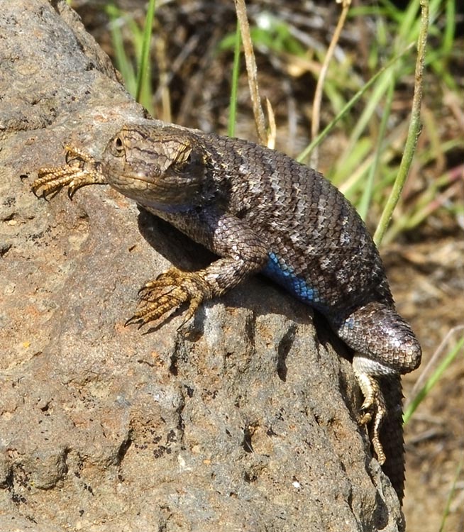 western-fence-lizard-photo-greg-burke-photos-at-pbase