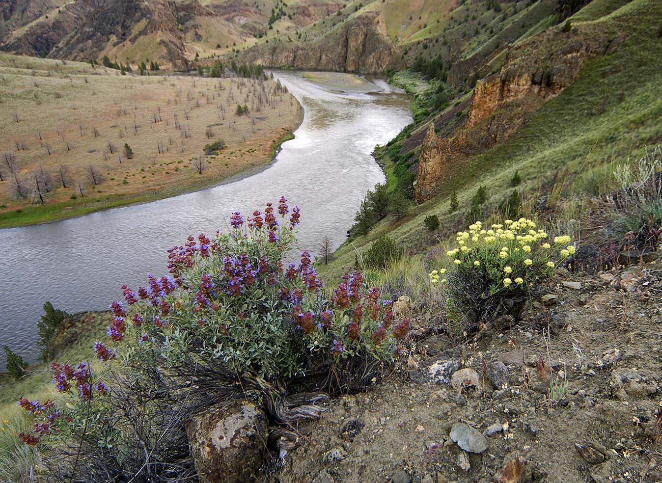 purple sage and buckwheat