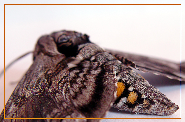 Moth web 1519.jpg