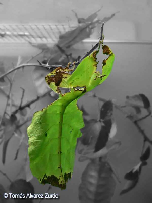 Insecto Hoja