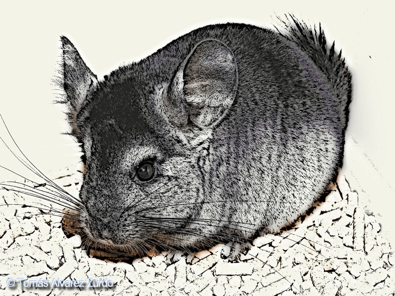 Karbonilla