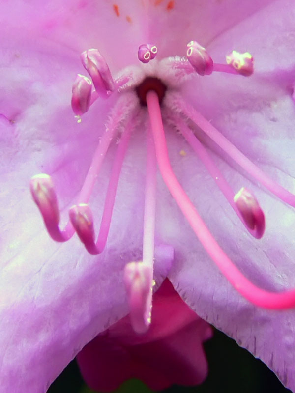 Rododendro Catawba (Rhododendron catawbiense)