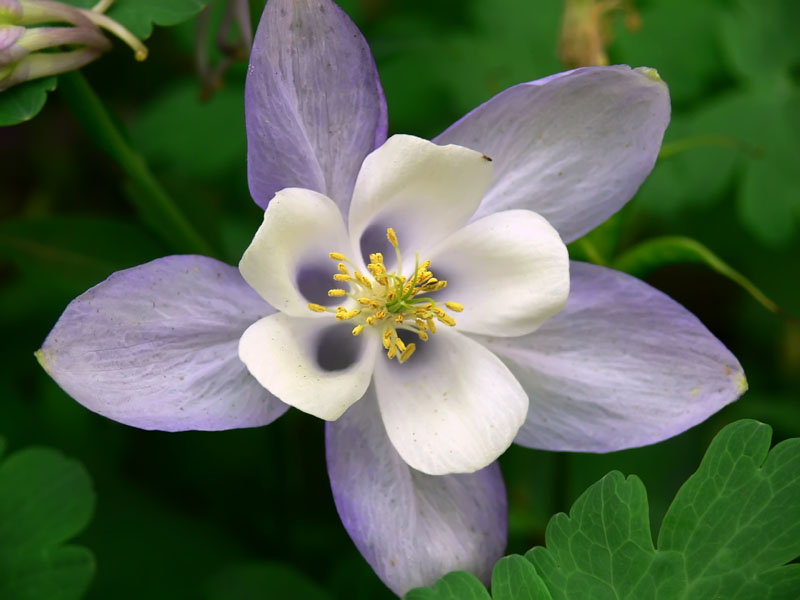 Aquilea (Aquilegia vulgaris)