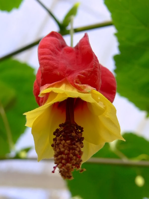 Farolito (Callianthe megapotamica)