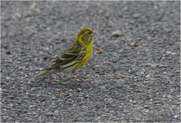 Europese kanarie - Serin Canarie - Serinus sernus