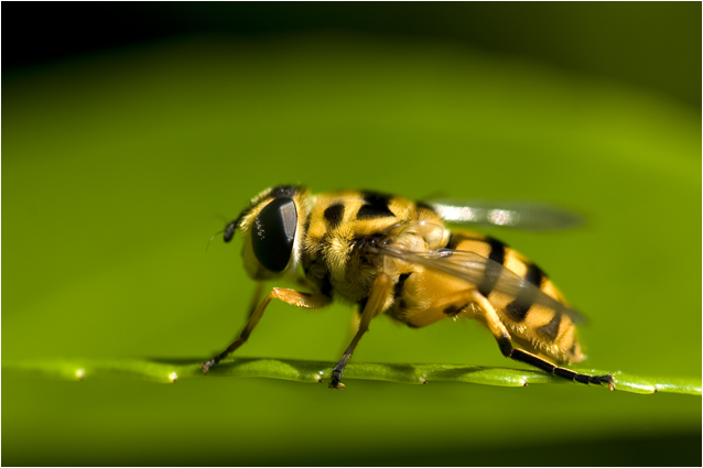Doodshoofdzweefvlieg - Myathropa florea