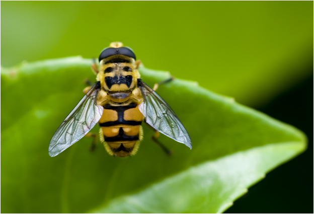 Doodshoofdzweefvlieg - Myathropa florea