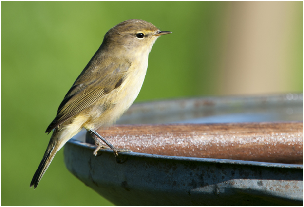 Tjiftjaf  - Phylloscopus collybita