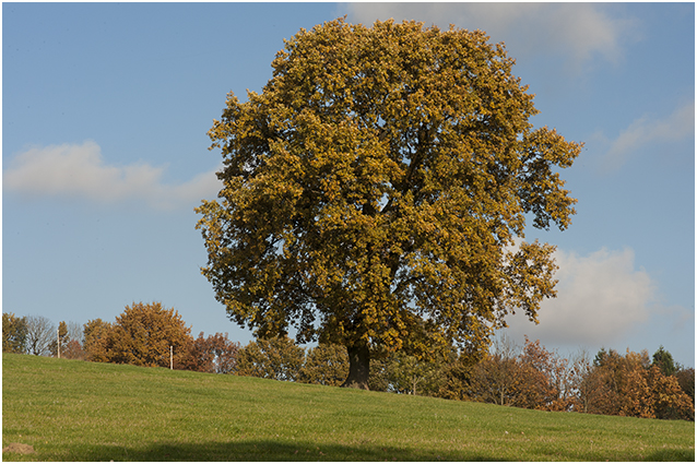 Amerikaanse eik - Quercus rubra
