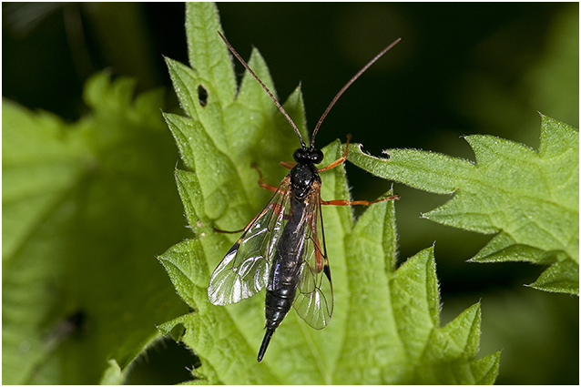 Sluipwesp - Ichneumonidae