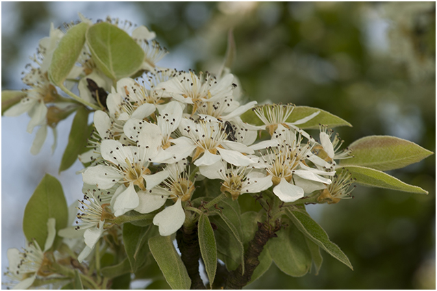 bloesem van perenboom - peartree - poirier