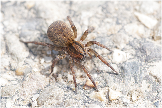 gewone Nachtwolfspin - Trochosa terricola