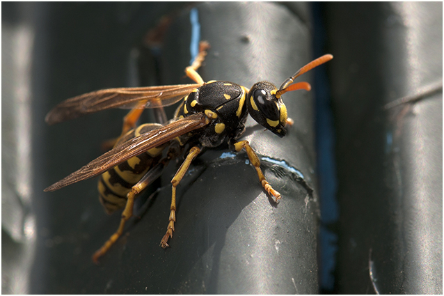 Franse Veldwesp - Polistes dominula