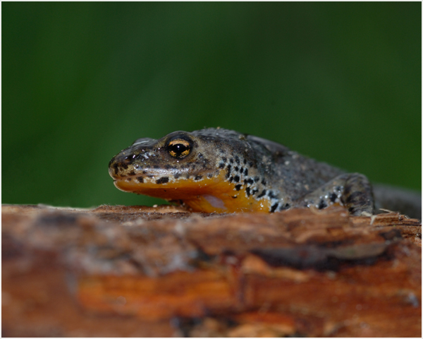 Alpenwatersalamander - Triturus alpestris