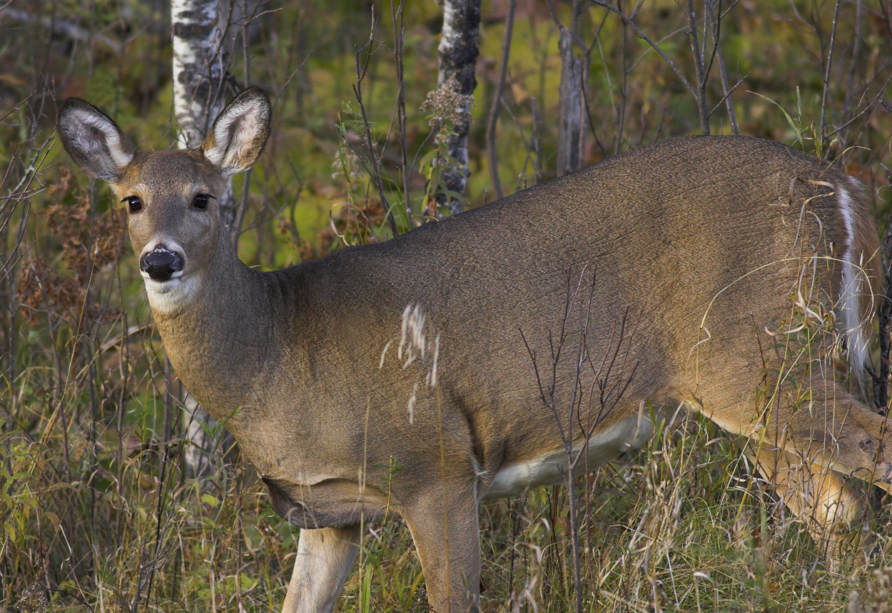 Doe up close.jpg