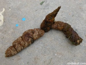 dog_shit-300x225.jpg
