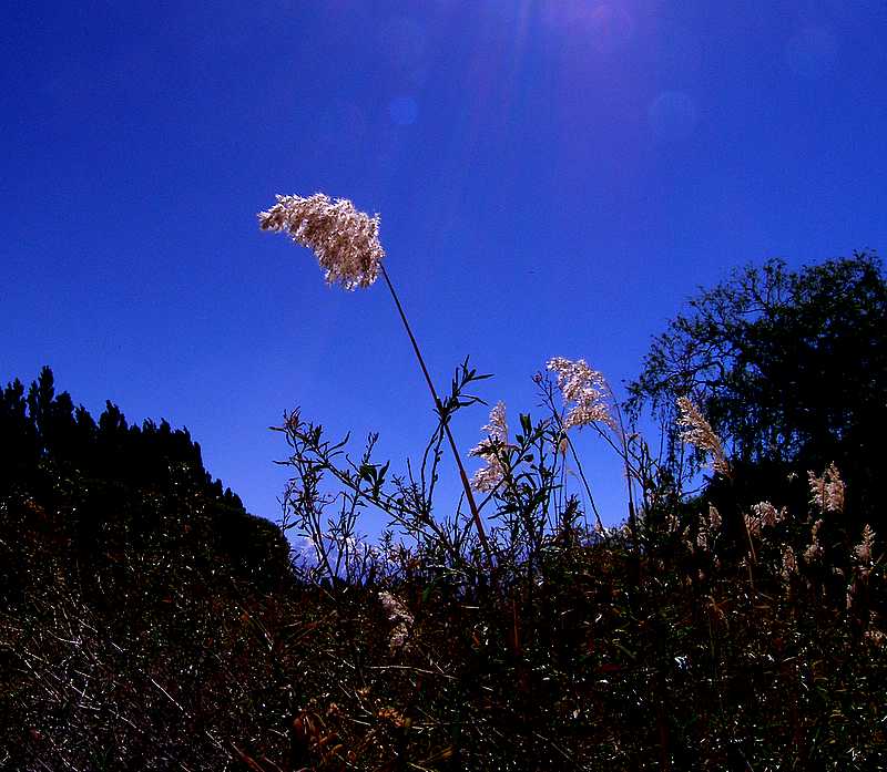 Reed in the wind