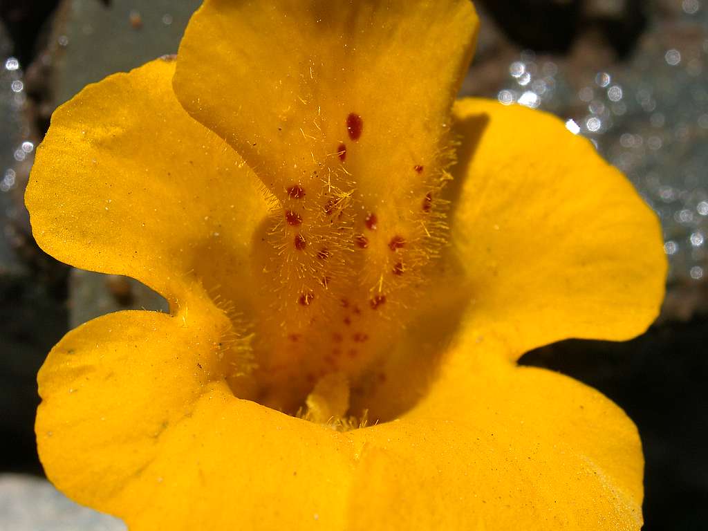 Argentina : Flowering Venusshoe (?)