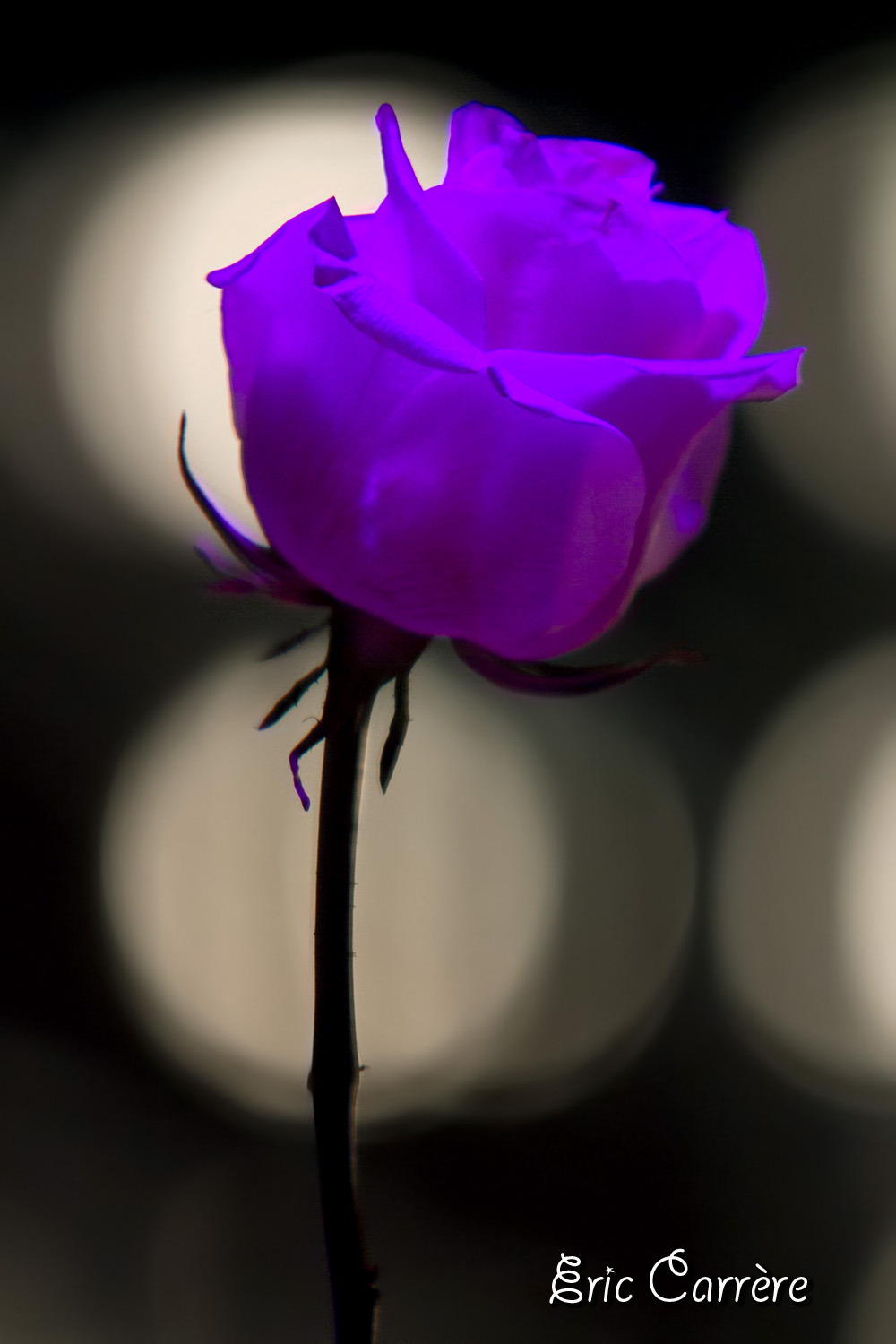 Lart de la rose...violette :p
