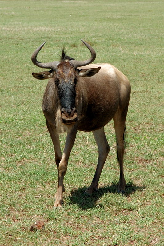 Ngorngoro 15
