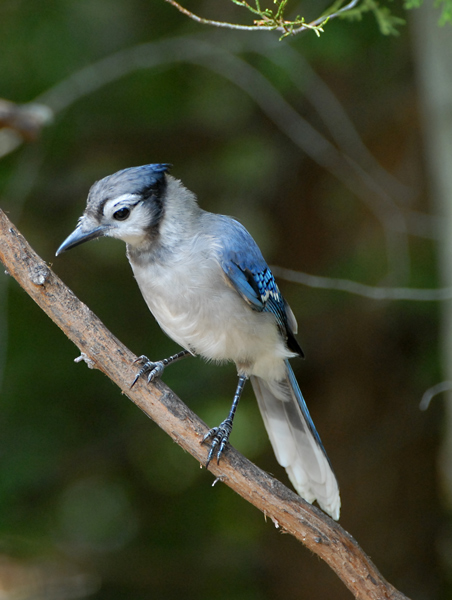 (Juvenile)