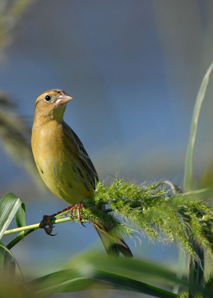 (non-breeding)