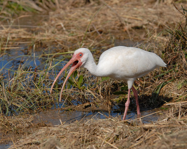 White Ibis