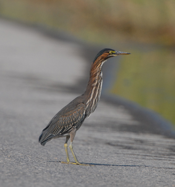 Green Heron