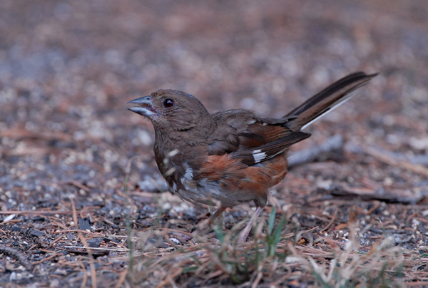 (juvenile)