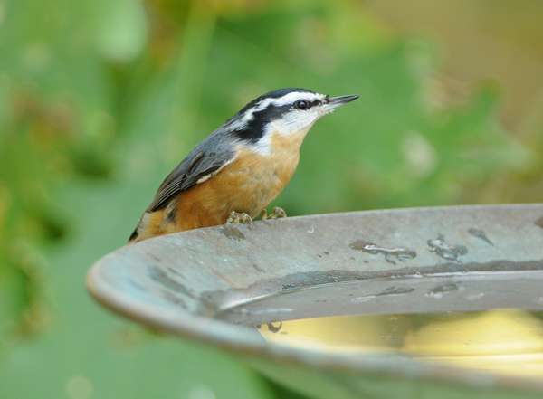 Red-breasted Nuthatch