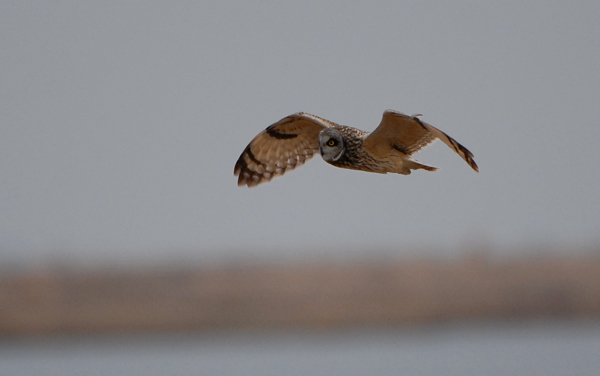 Short-eared Owl