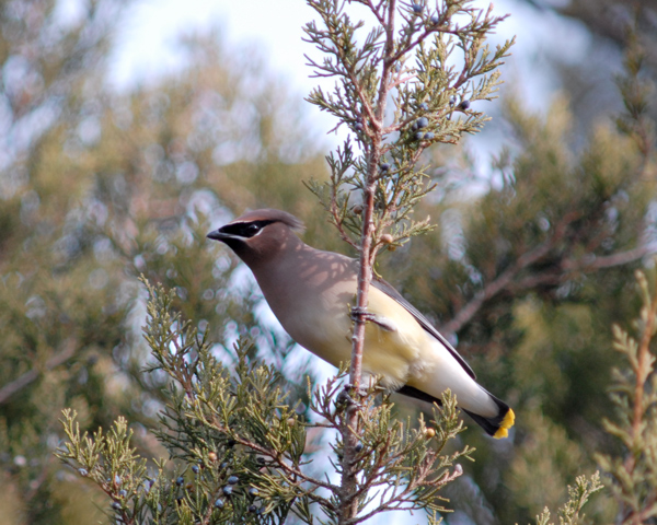 Cedar Waxwing