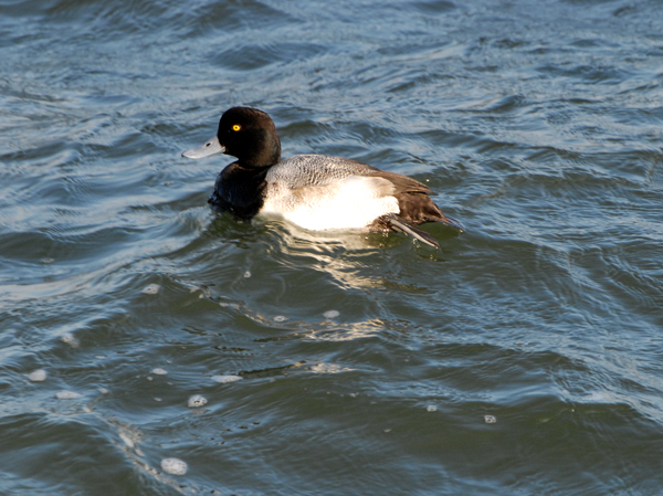 Greater Scaup